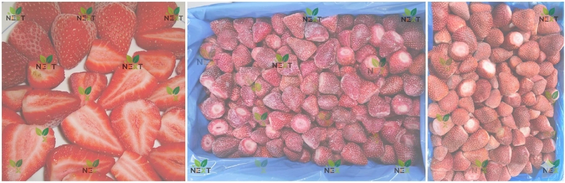 The Journey of Excellence: NEXT’s Premium Frozen Strawberries from Farm to Table